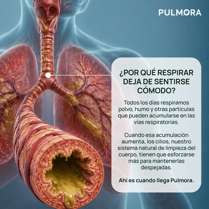 Gotas de Gordolobo con Clorofila