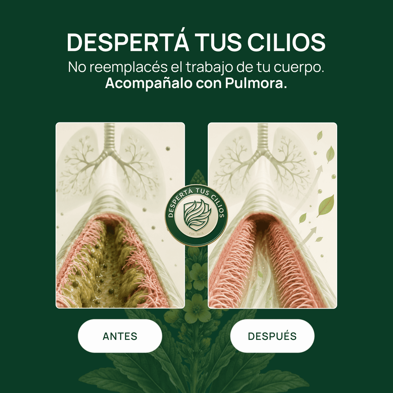 Gotas de Gordolobo con Clorofila