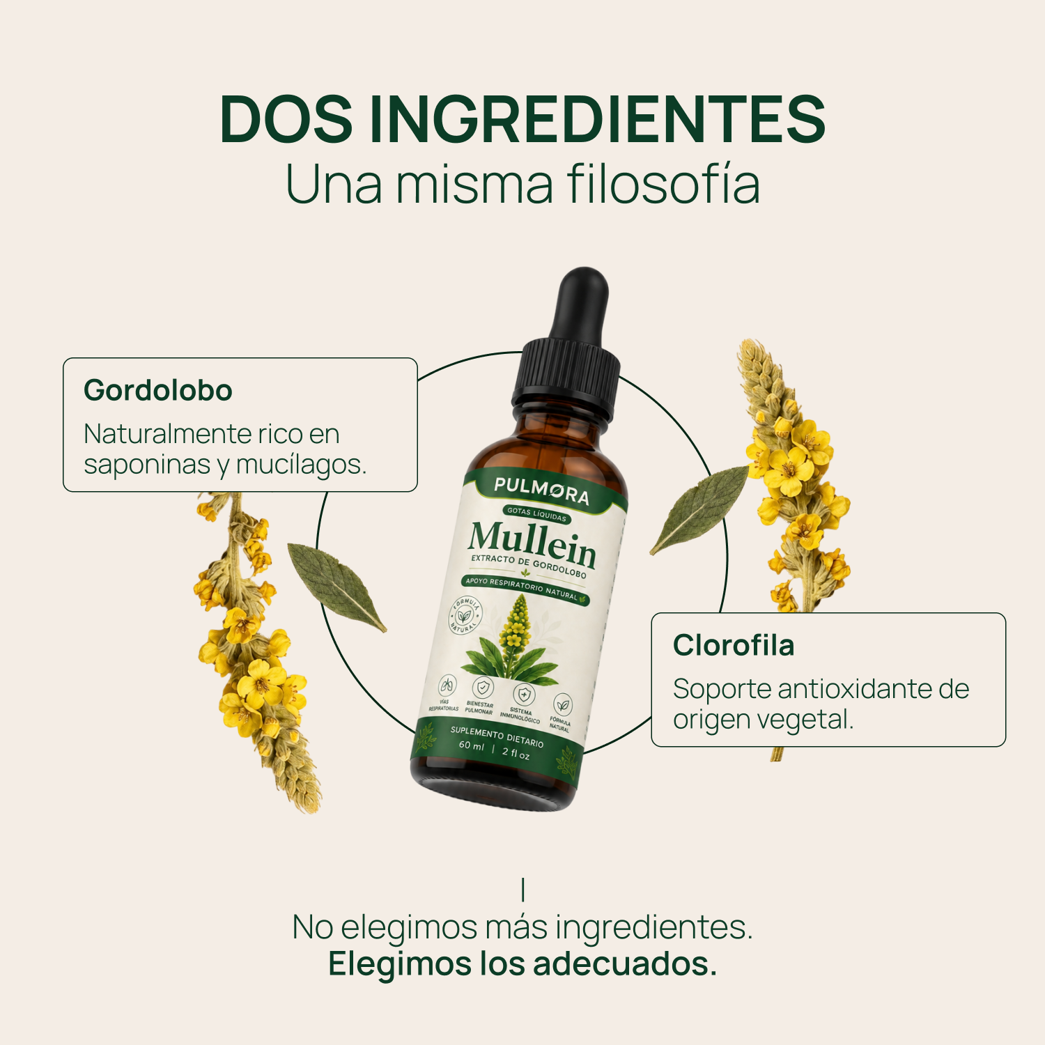 Gotas de Gordolobo con Clorofila